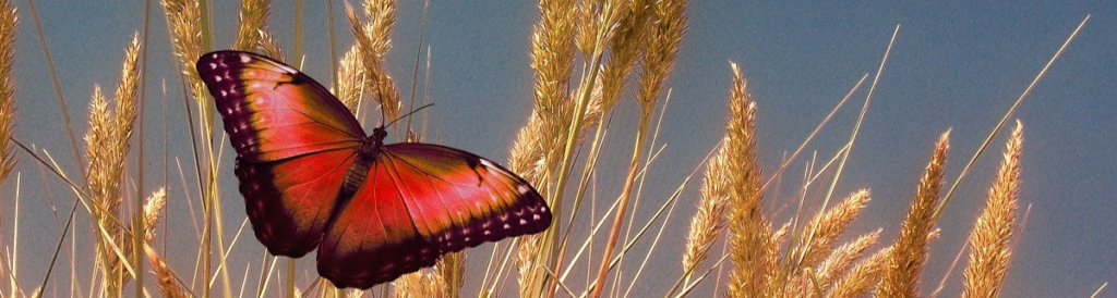 Schmetterling vor Getreidefeld